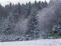 Zima v lese 2.jpg